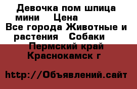 Девочка пом шпица мини  › Цена ­ 30 000 - Все города Животные и растения » Собаки   . Пермский край,Краснокамск г.